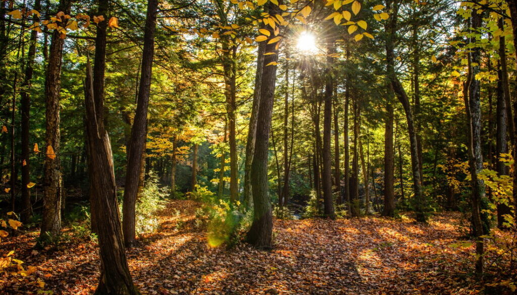 hermosa-foto-bosque-arboles-verdes-hojas-amarillas-suelo-dia-soleado